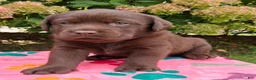 Labrador Retriever dogs for sale: Nora - Ad 4