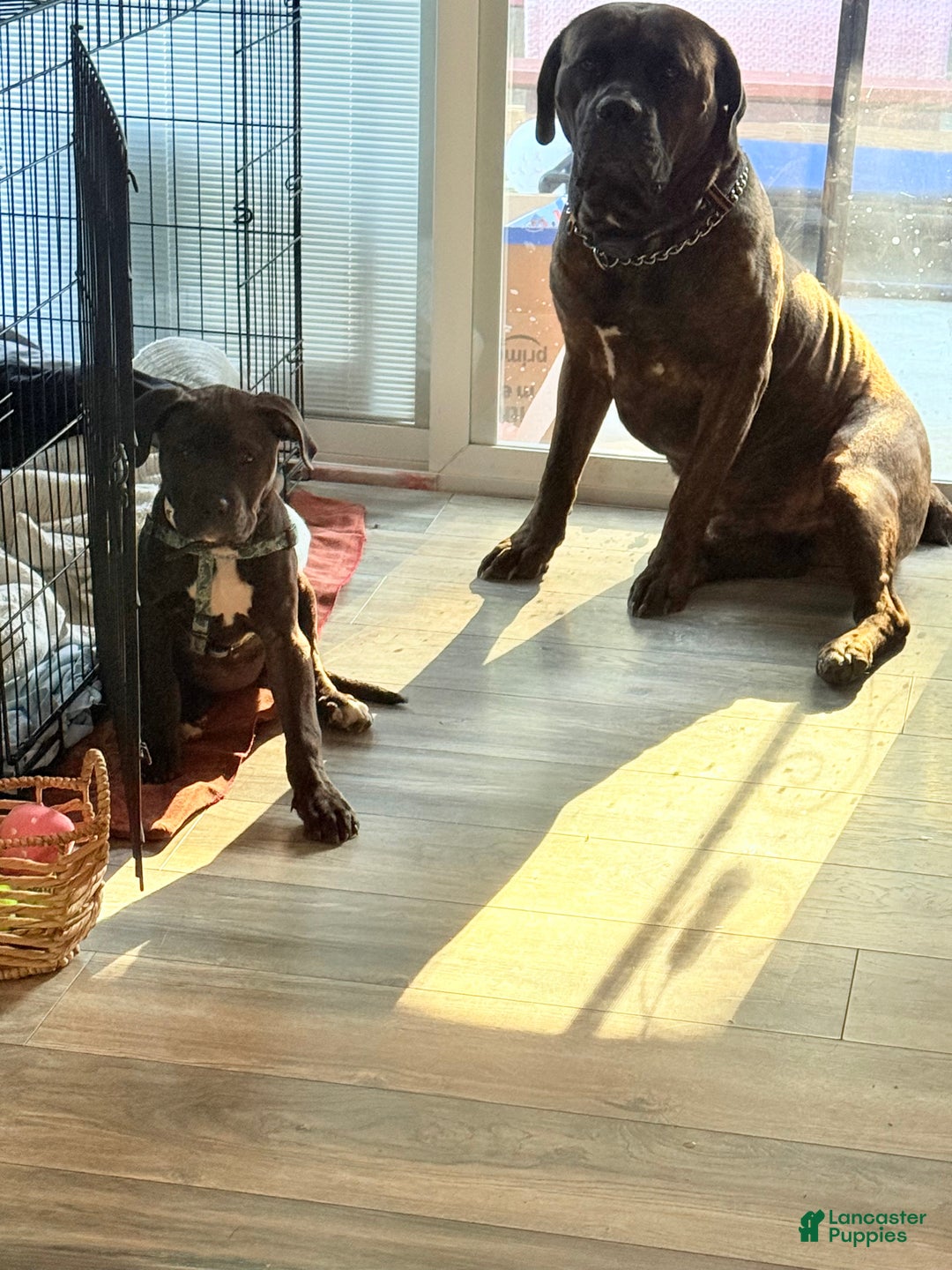 Gallery Image {{count}}