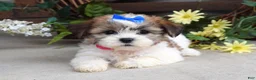 Teddy Bear dogs for sale: Iris - Ad 3