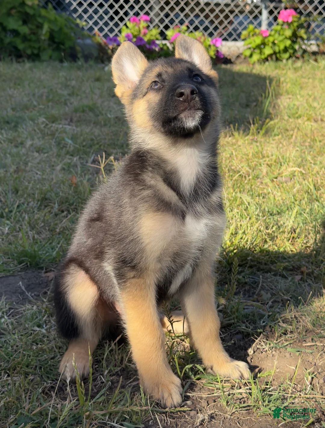 German Shepherd dogs for sale: German Shepherd 1 - Ad 2
