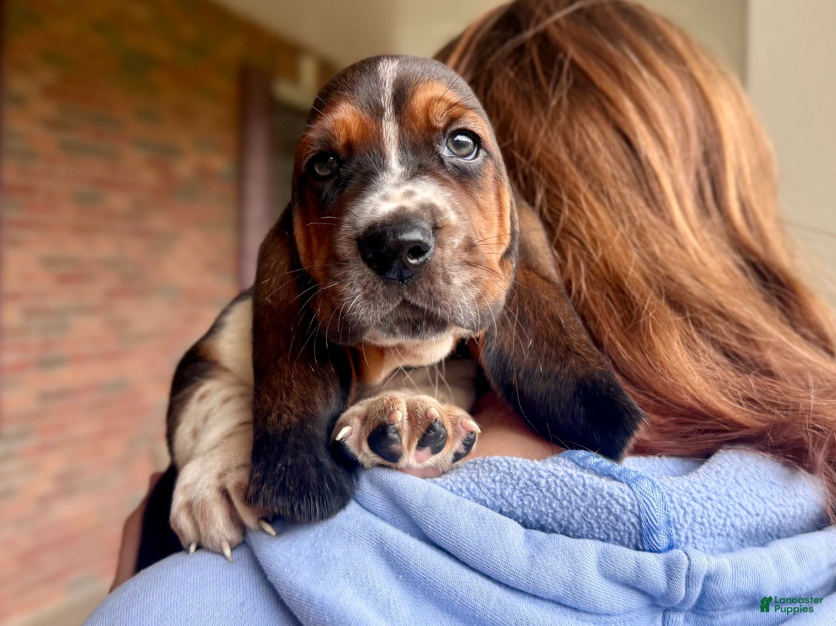 Basset Hound dogs Walter - Ad 1