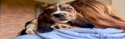 Basset Hound dogs for sale: Walter - Ad 1