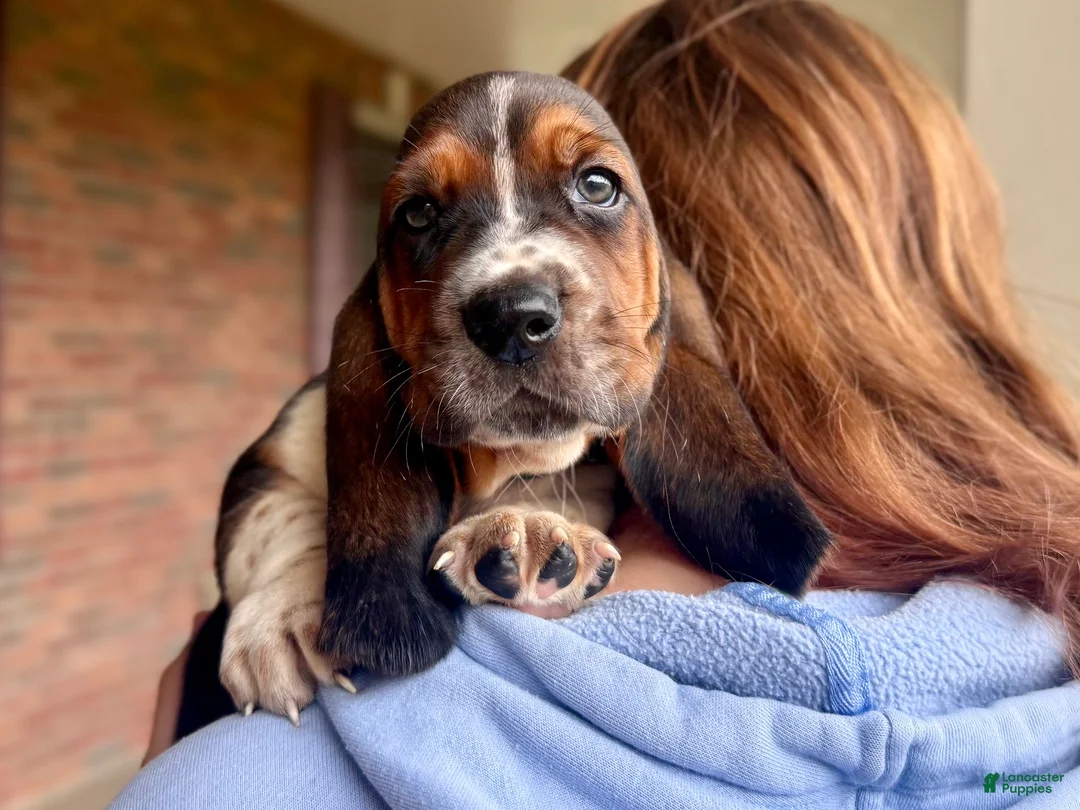 Basset Hound dogs for sale: Walter - Ad 1