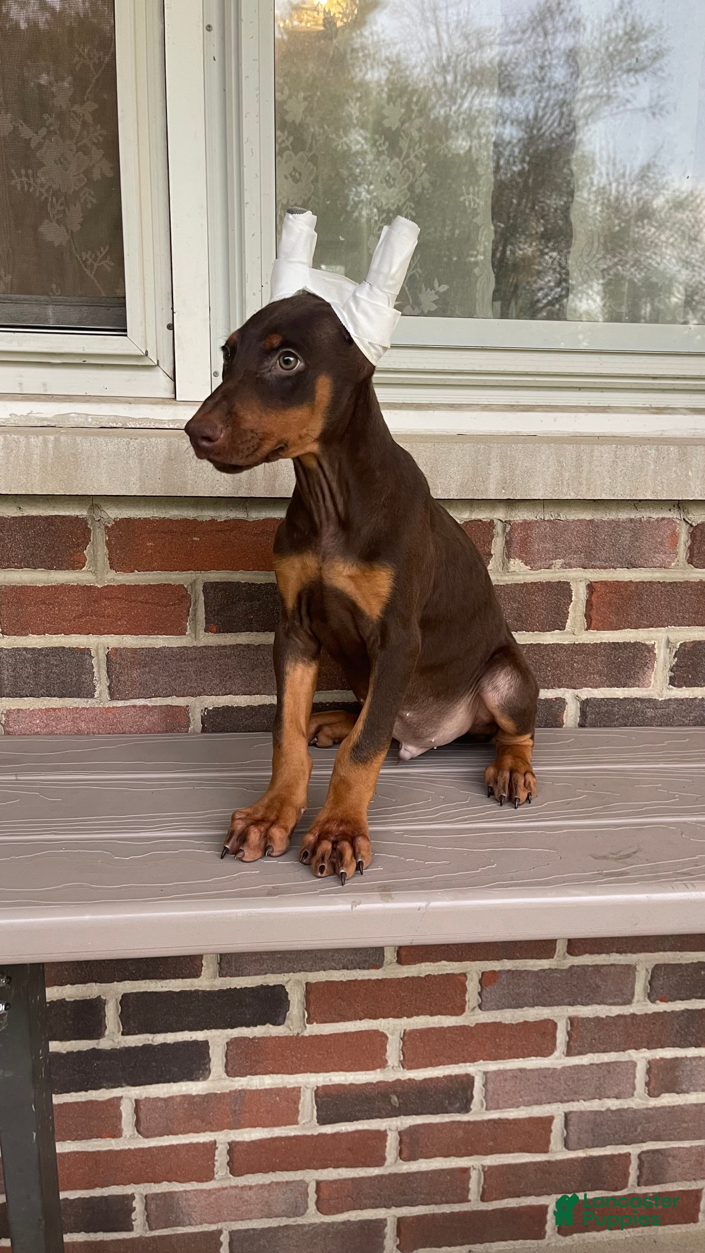Doberman Pinscher dogs Beast - Ad 2