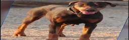 Doberman Pinscher dogs for sale: Sara F 1 - Ad 2