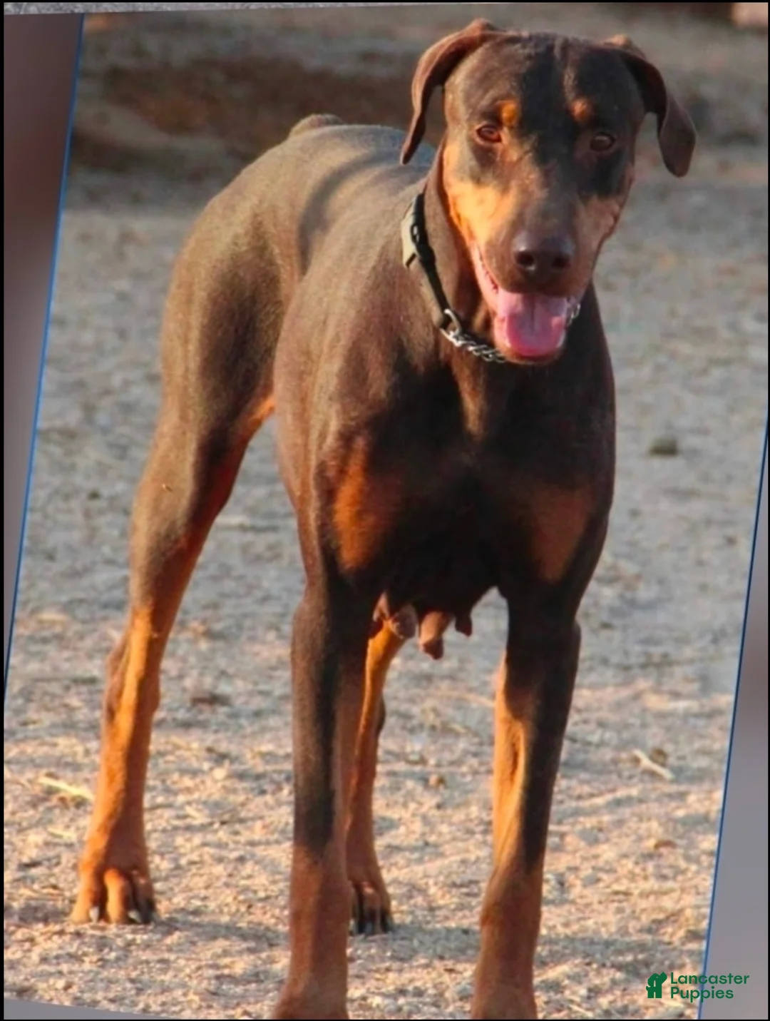 Doberman Pinscher dogs for sale: Sara F 1 - Ad 2
