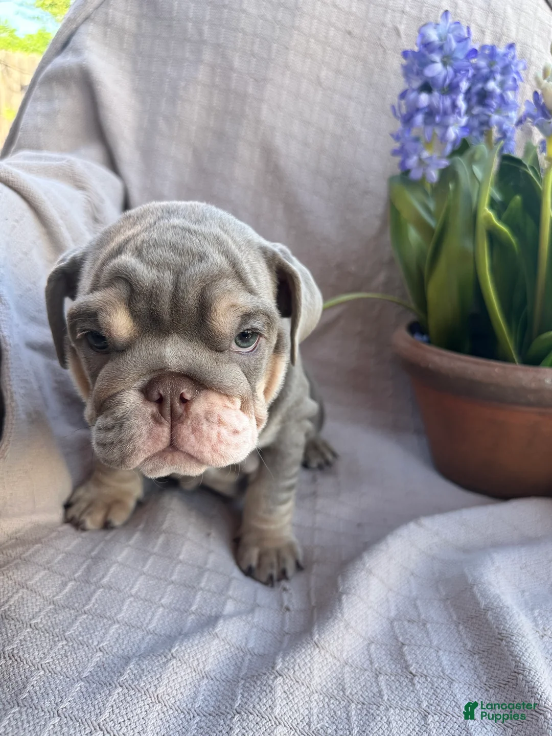English Bulldog dogs for sale: English Bulldog 8 - Ad 2