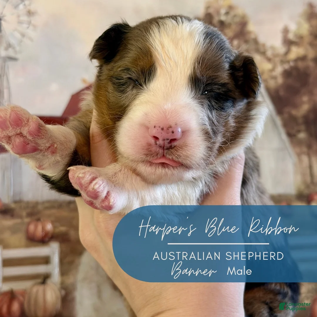 Australian Shepherd dogs for sale: Banner - Ad 1