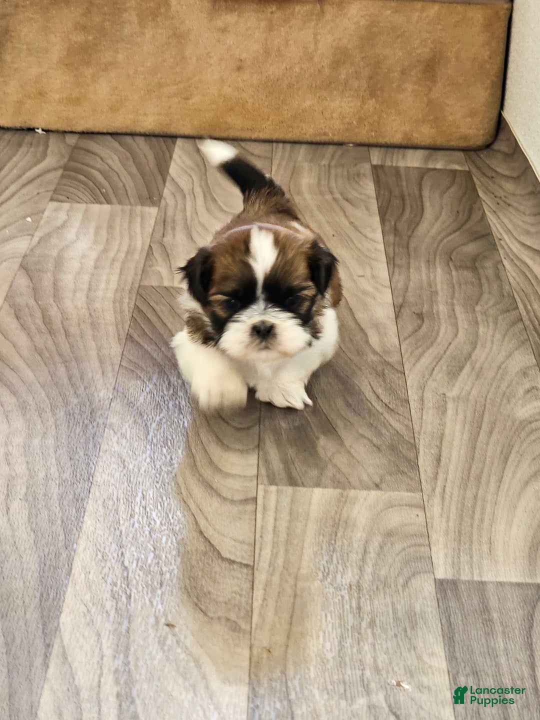 Shih Tzu dogs for sale: Bentley Ckc - Ad 11