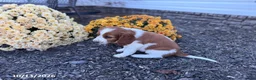 Welsh Springer Spaniel dogs for sale: Lori - Ad 7