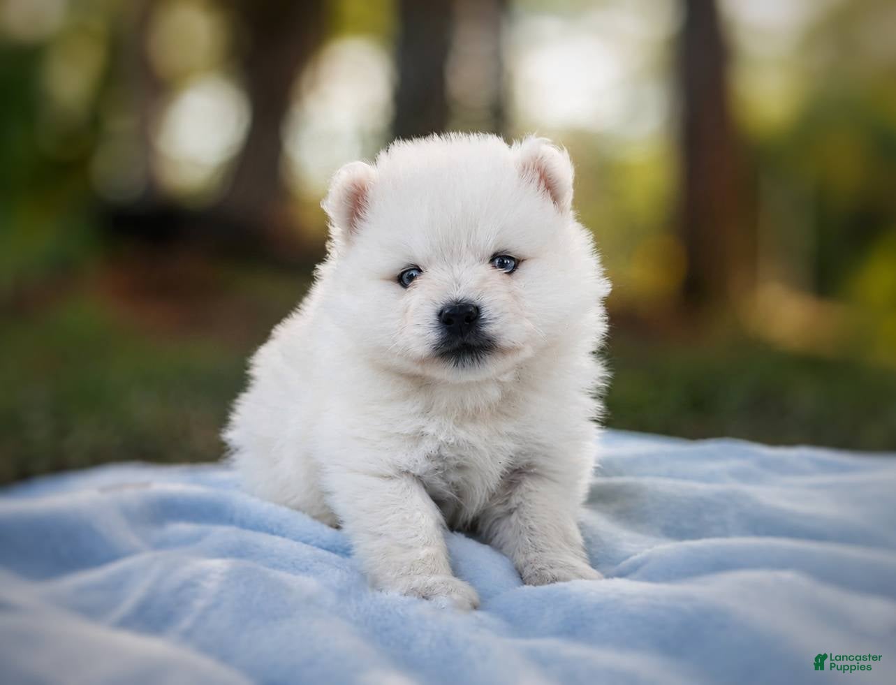 Pomsky dogs Pomsky Puppy Boy - 5 of 5 - Ad 29