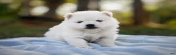 Pomsky dogs for sale: Pomsky Puppy Boy - 4 of 5 - Ad 13