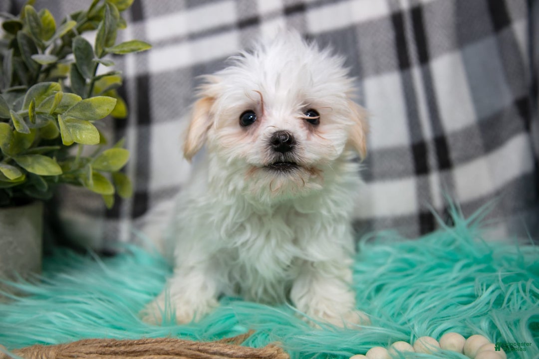Maltipoo dogs for sale: Gunner - Ad 5