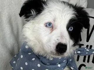 Border Collie dogs Bingo - Ad 33