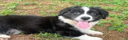 Welsh Corgi Cardigan dogs for sale: Ace FLUFFY - Ad 16