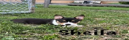 Welsh Corgi Pembroke dogs for sale: Sheila - Ad 3
