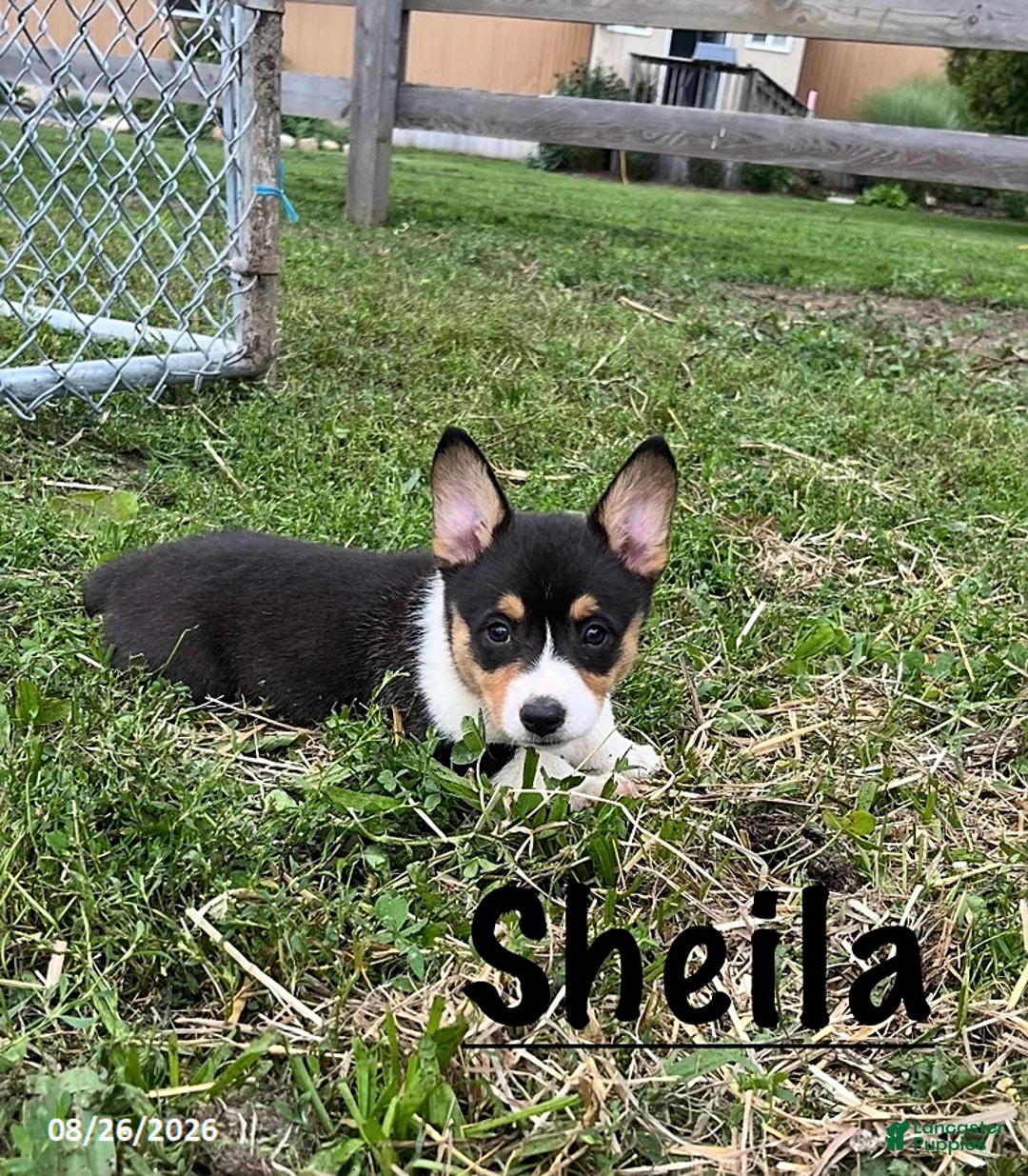 Welsh Corgi Pembroke dogs for sale: Sheila - Ad 3