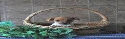 Jack Russell Terrier dogs for sale: Aspen - Ad 5