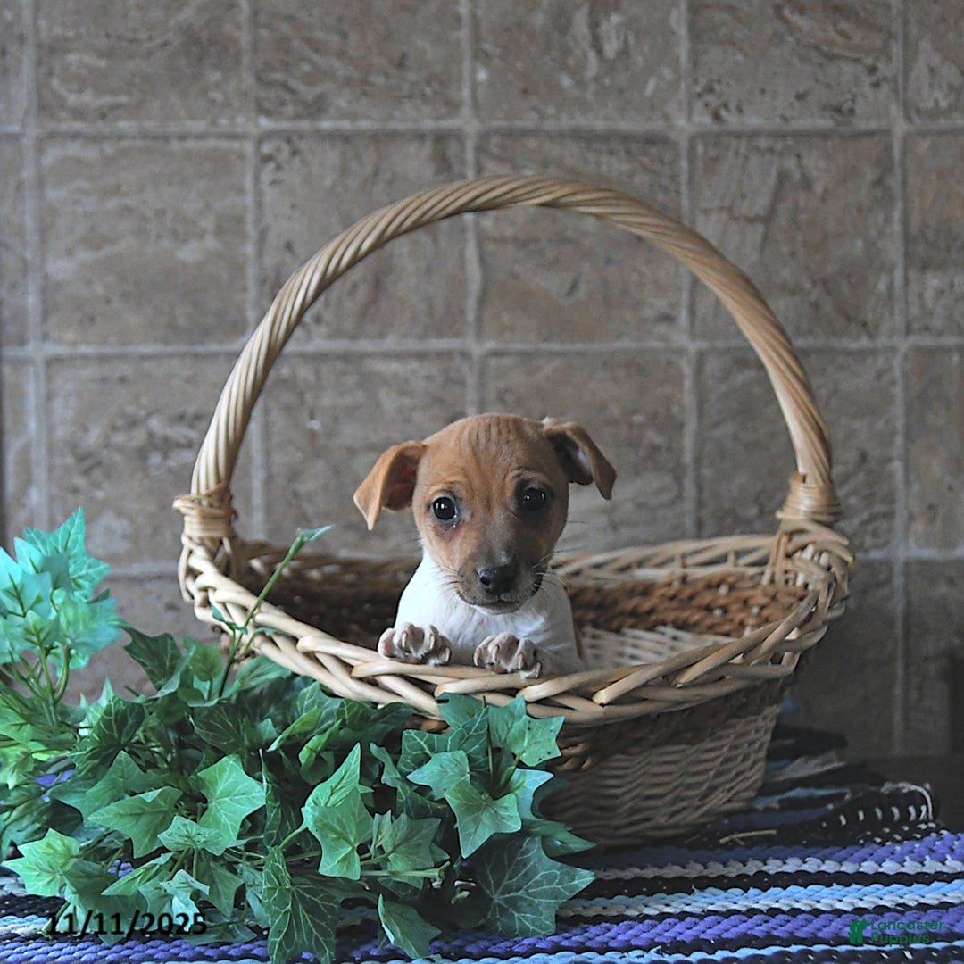 Jack Russell Terrier dogs for sale: Aspen - Ad 5