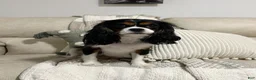 Cavalier King Charles Spaniel dogs for sale: Rowan - Ad 5