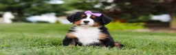 Bernese Mountain Dog dogs for sale: Aurora - Ad 3