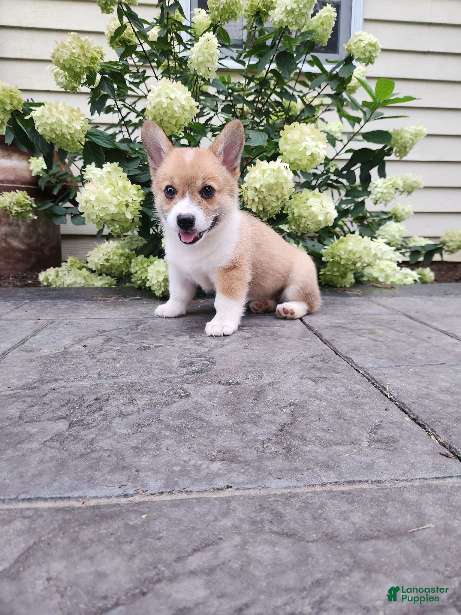 Welsh Corgi Pembroke dogs Welsh Corgi Pembroke 1 - Ad 14