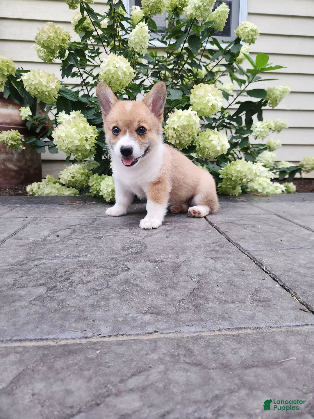 Welsh Corgi Pembroke dogs for sale: Welsh Corgi Pembroke 1 - Ad 1