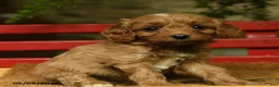 Cavapoo dogs for sale: Melvin - Ad 3