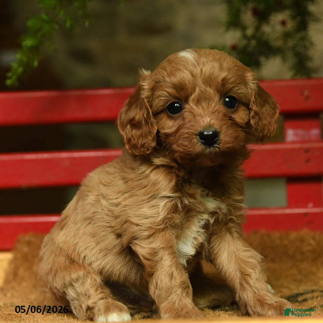Cavapoo dogs for sale: Melvin - Ad 3