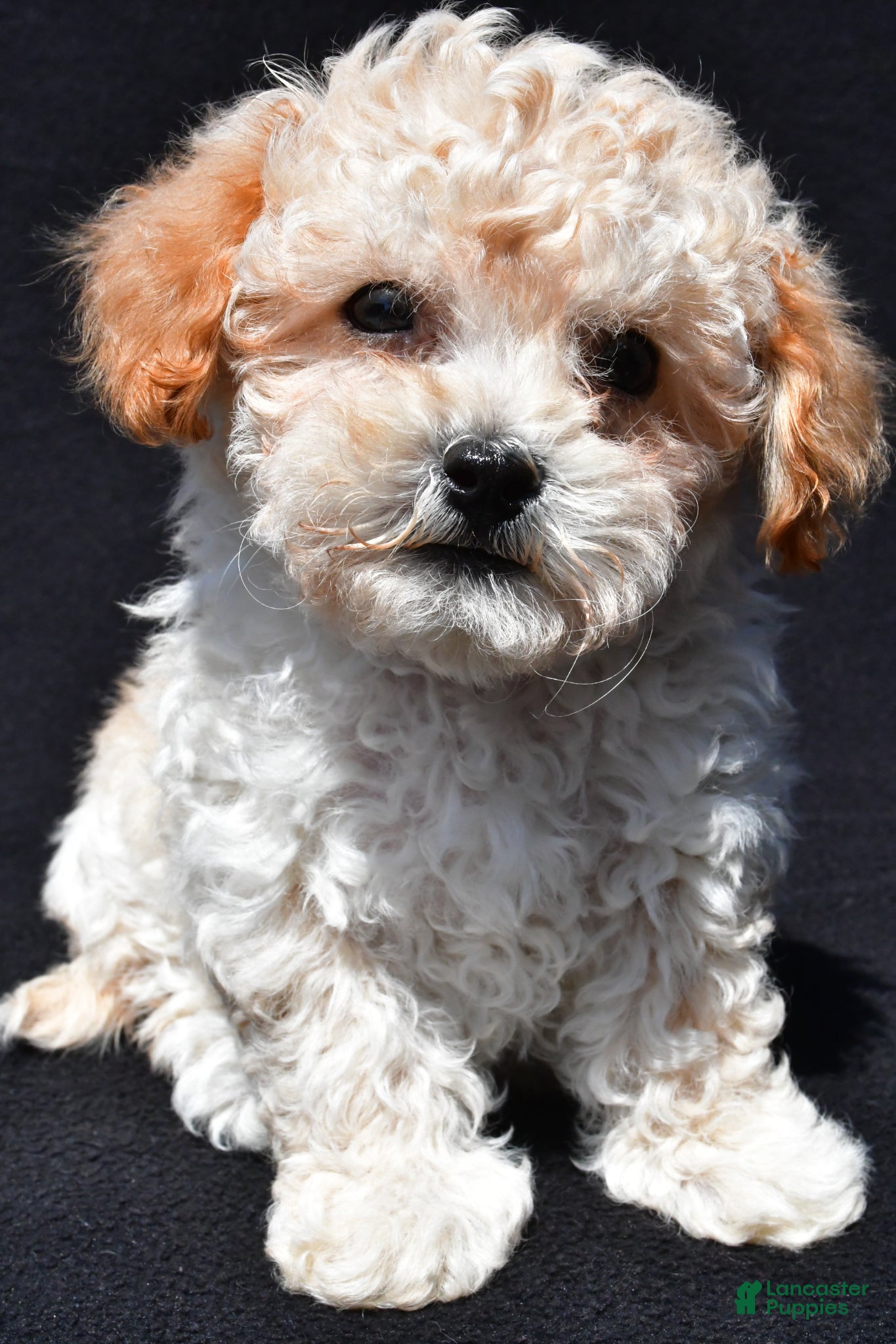 Shihpoo dogs Jip - Ad 1