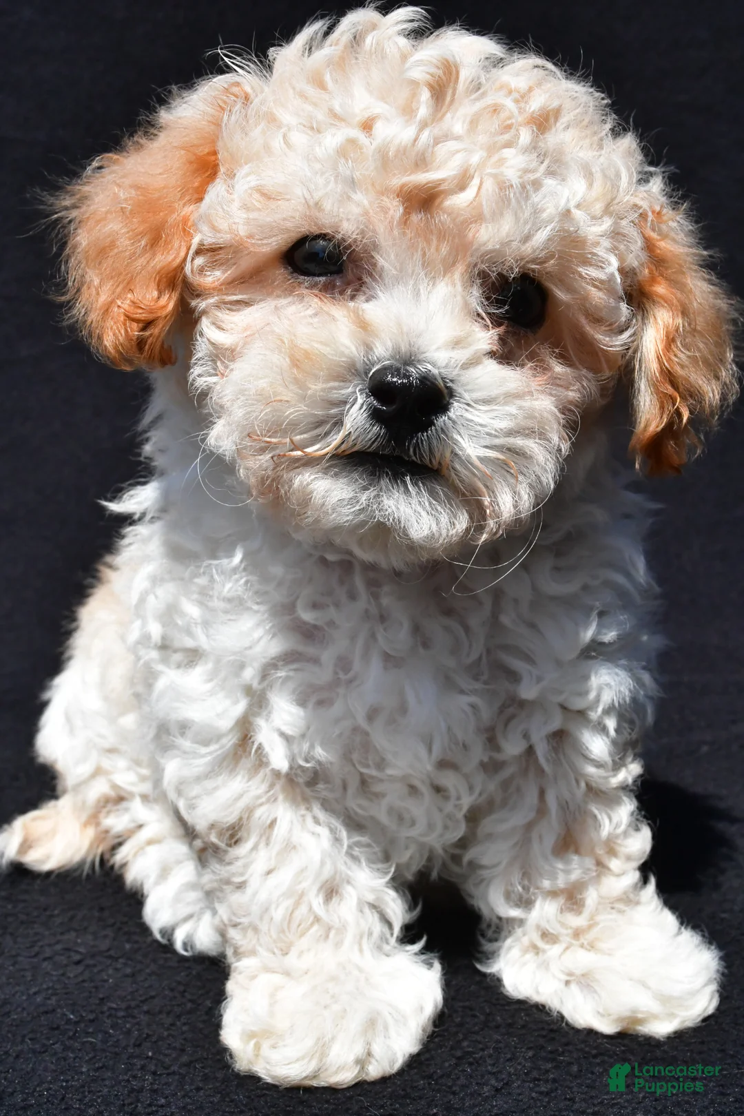 Shihpoo dogs for sale: Jip - Ad 1