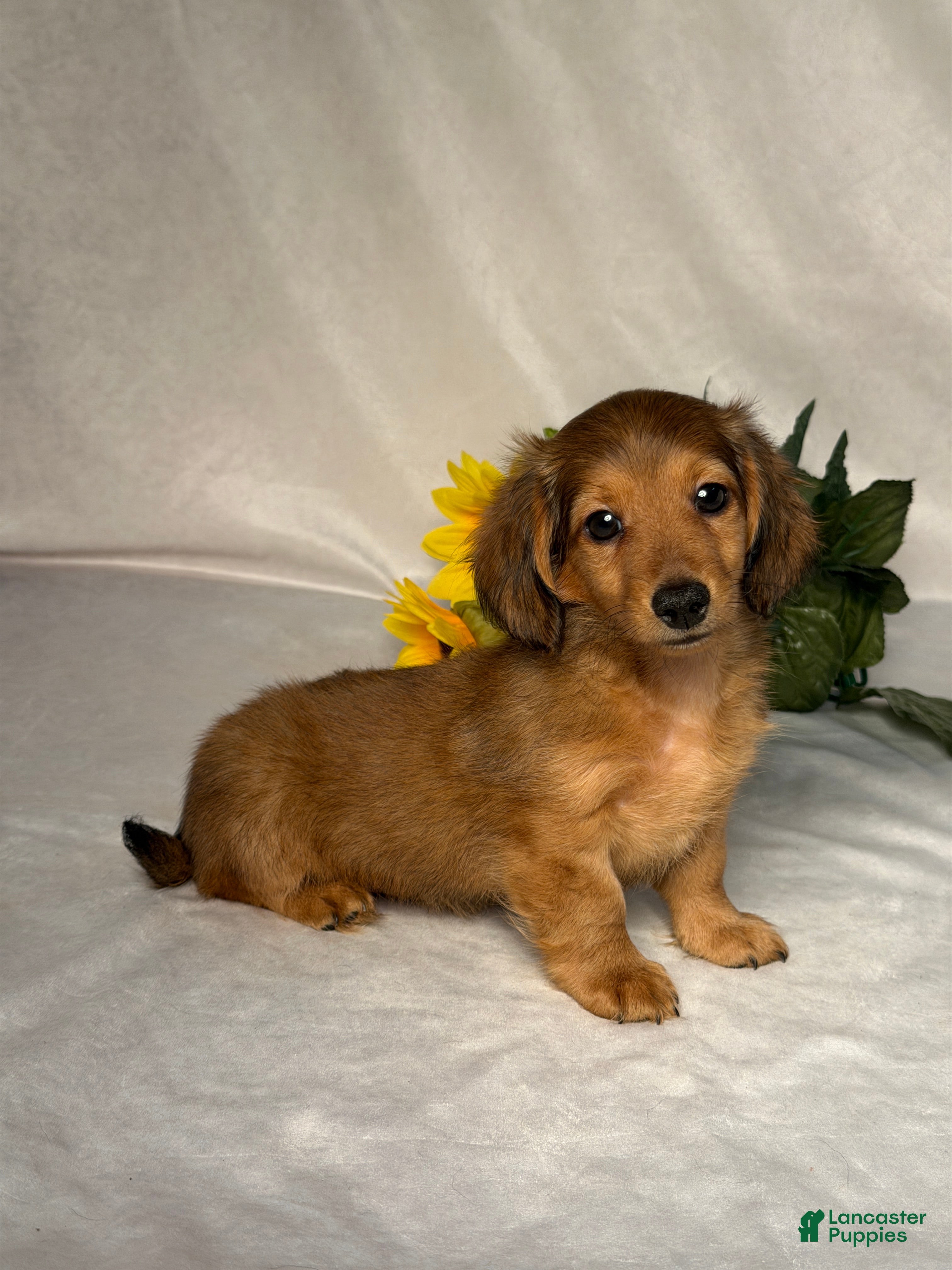 Miniature Dachshund dogs Hudson - Ad 2