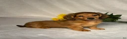 Miniature Dachshund dogs for sale: Hudson - Ad 2