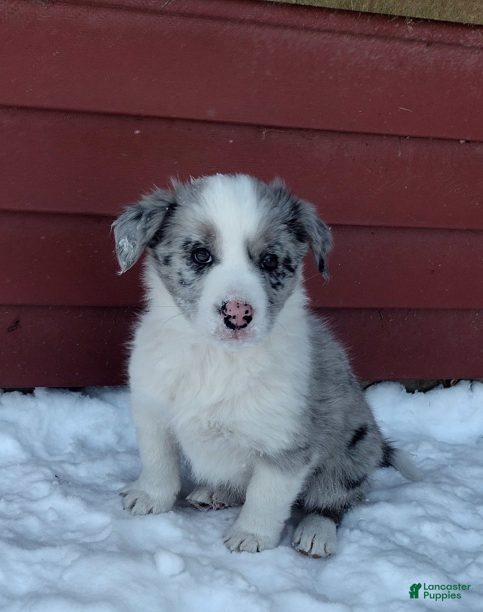 Border Collie dogs Rex - Ad 31