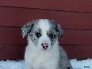 Border Collie dogs Rex - Ad 31
