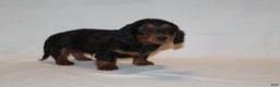 Miniature Dachshund dogs for sale: Dasher - Ad 4