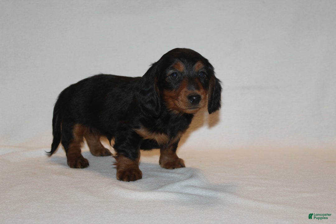 Miniature Dachshund dogs for sale: Dasher - Ad 4