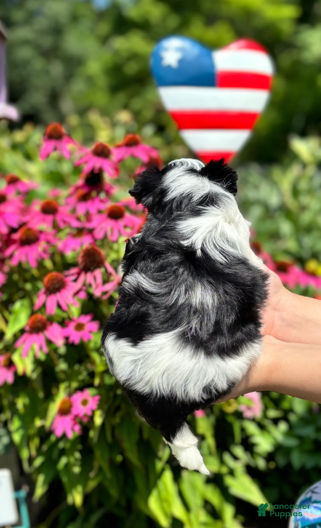Biewer Terrier dogs for sale: Biewer Terrier 2 - Ad 11