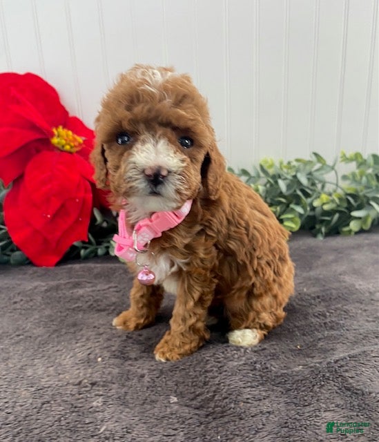 Toy Poodle dogs Jazzy - Ad 23
