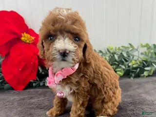 Toy Poodle dogs Jazzy - Ad 23