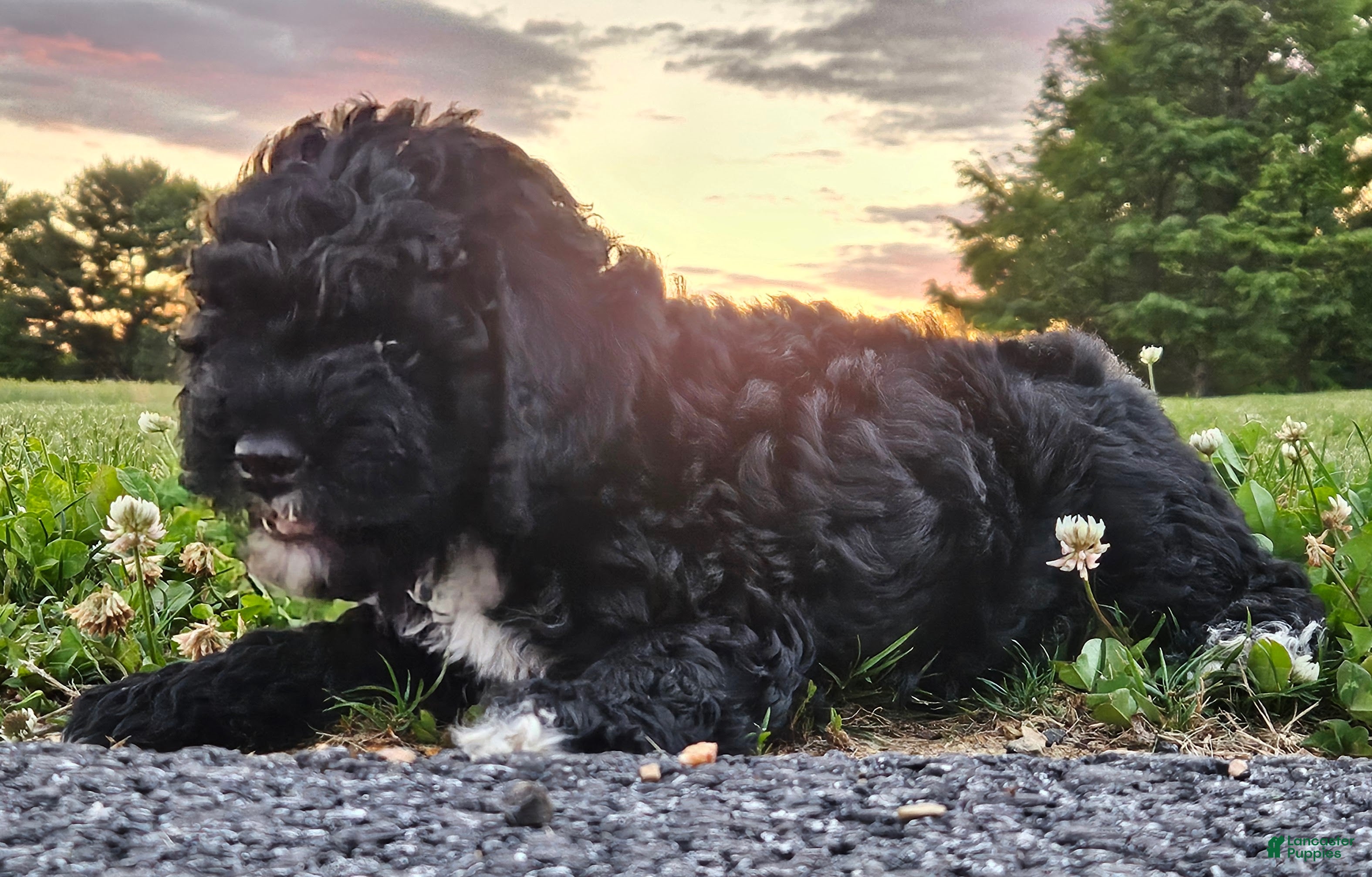 Mini Bernedoodle dogs Conner - Ad 2