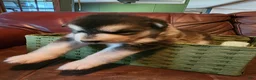Alaskan Malamute dogs for sale: Wanda - Ad 4