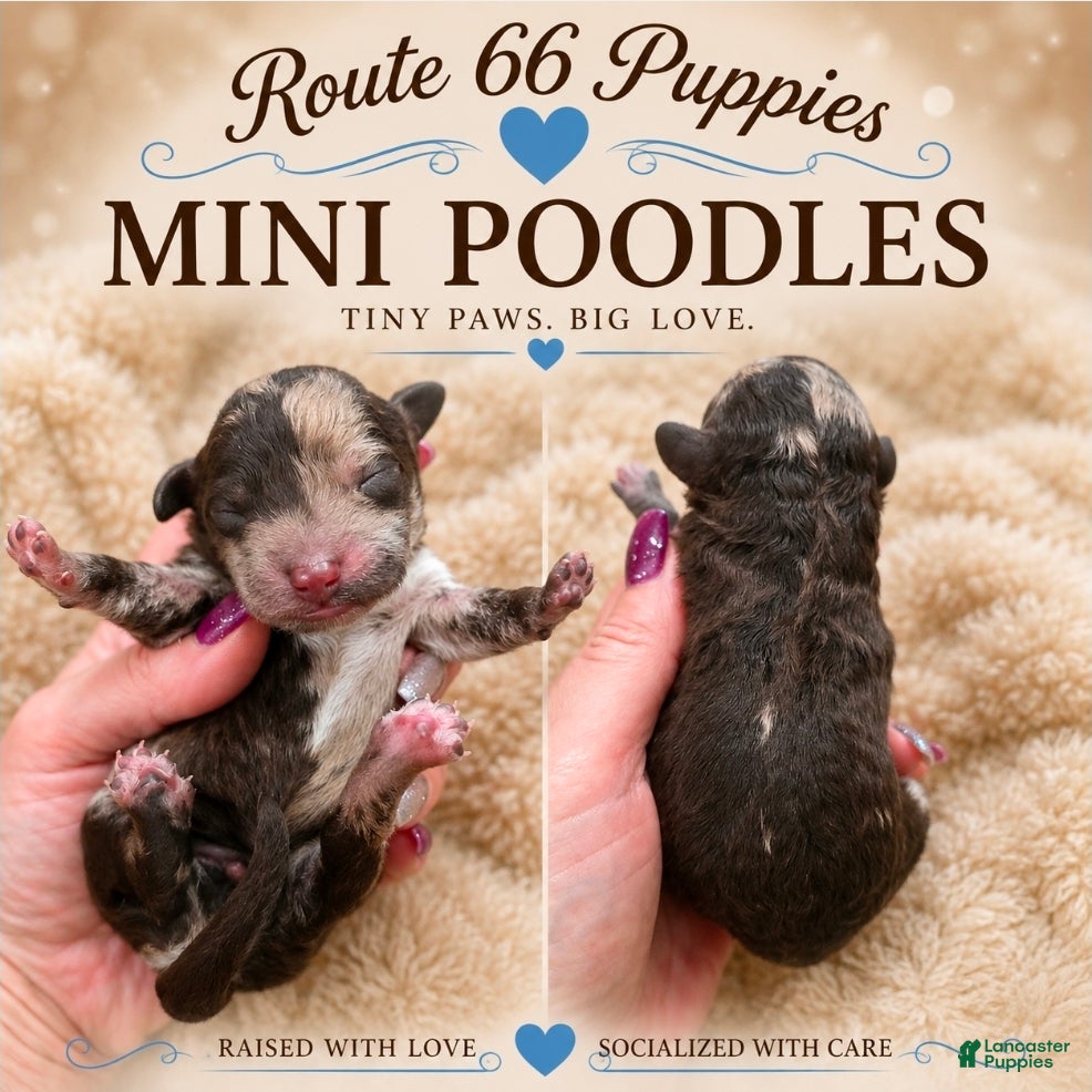 Miniature Poodle dogs Miniature Poodle 2 - Ad 1