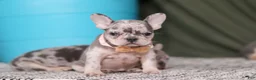 French Bulldog dogs for sale: Bobo - Ad 7