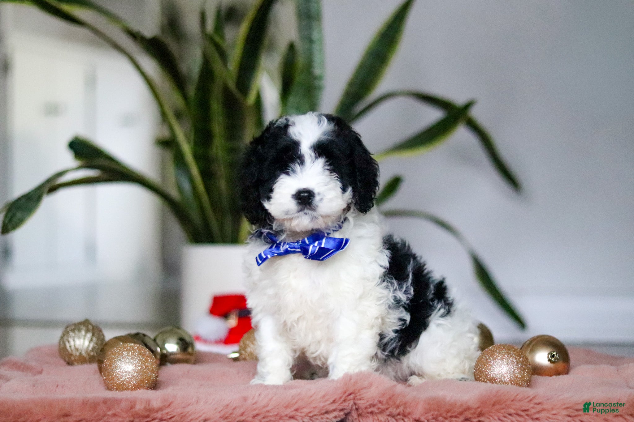 Cockapoo dogs Hunter - Ad 25