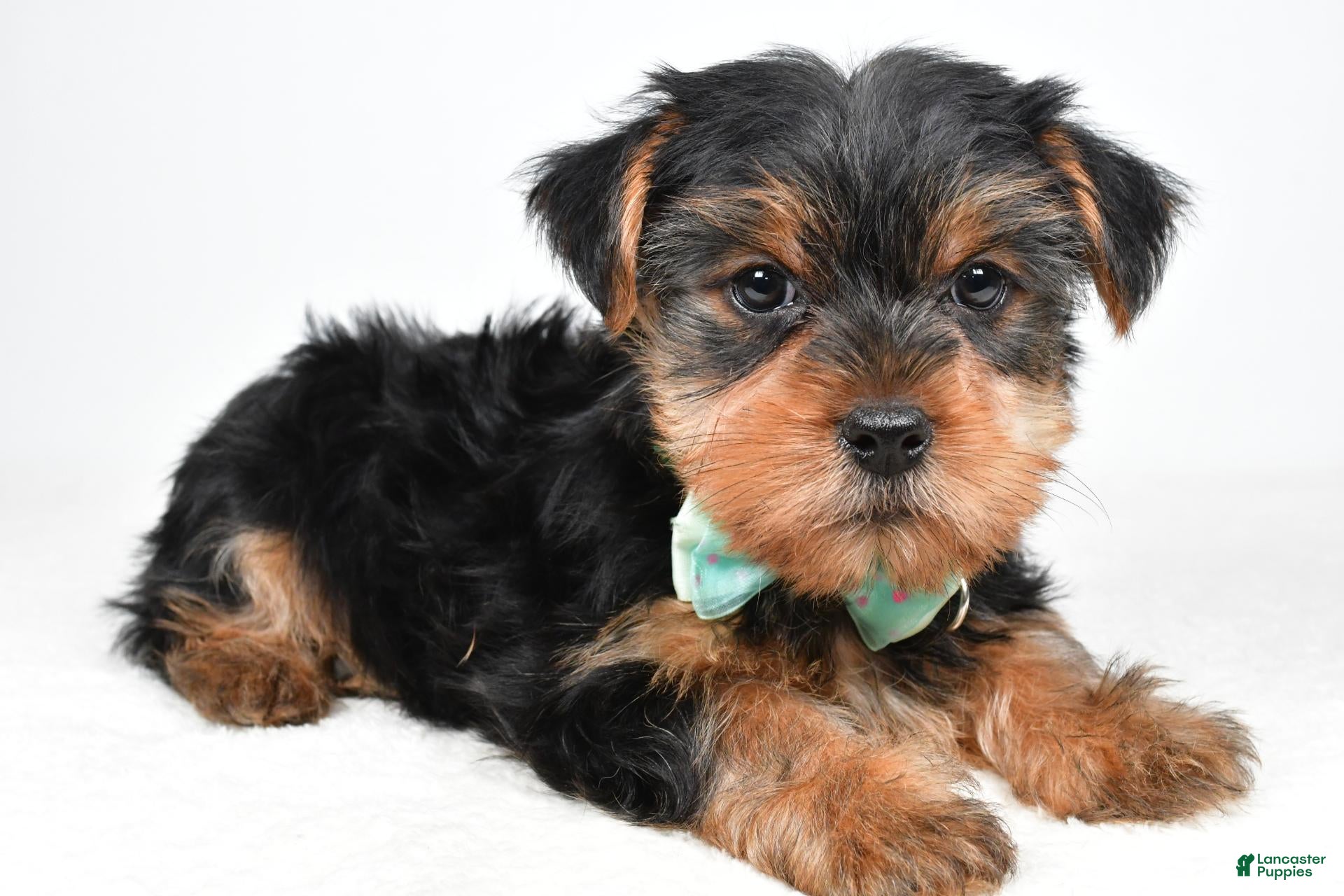 Yorkshire Terrier dogs for sale: Theodore - Ad 2