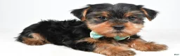 Yorkshire Terrier dogs for sale: Theodore - Ad 2