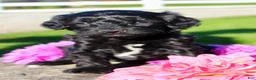 Cavapoo dogs for sale: Gibbs Male Cavapoo - Ad 3