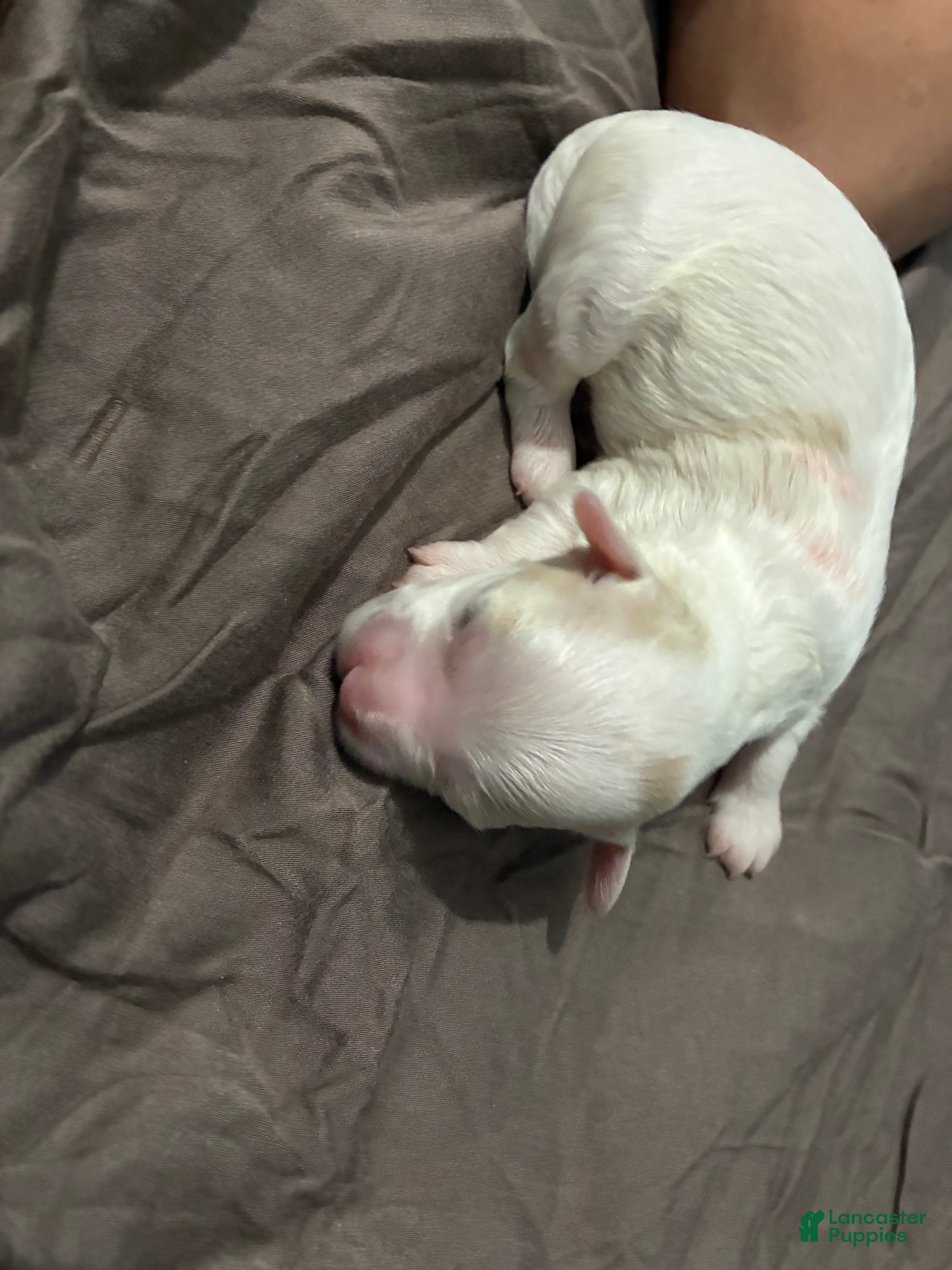 Mixed Breed dogs Mixed Breed Puppy 1 - Ad 26