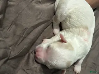 Mixed Breed dogs Mixed Breed Puppy 1 - Ad 26